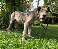 Great Dane puppies ready for rehoming
