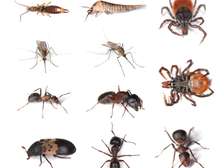 Cockroaches,Bed bugs,Rats & Termite Fumigation In Eastleigh