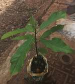Mature avocado seedlings  GREAT SALE