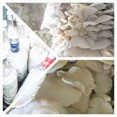 Oyster Mushrooms Spawn ( Seeds)