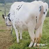 Housten heifer