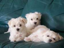 Maltese puppies for sale