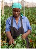 Skilled Greenhouse Workers for Hire in Kenya |Bestcare FM