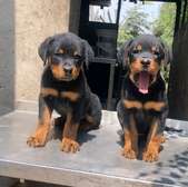 Rottweiler puppy