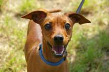 Dog Walking Services–Reliable & Affordable (Nairobi)