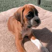 Cute boxer puppy