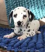 AKC Register Dalmatian Puppies