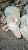 Pigs for sale