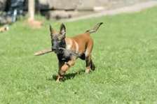 Puppy Obedience Training-Have Your Dog Behave