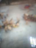 Poultry farming