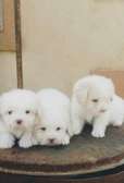 Maltese terrier pups cutties