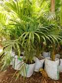 Palm plant