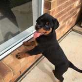 Healthy Rottweiler puppy for sale