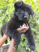 1-3 months Female Purebred Black German Shepherd