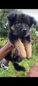 German Shepherd puppies