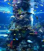 Aquarium background wallpaper