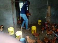 Poulets fermiers robustes pour élevage sain rentable
