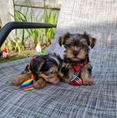 Gorgeous male and female Yorkie puppies
