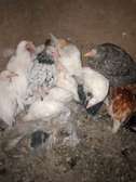 Healthy Mixed Breed Young Chickens for Fresh Eggs