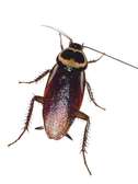 Cockroache bedbug mosquito