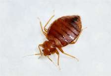 BEST Bed Bugs Control Services in Lavington in Nairoi