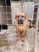 Female Boerboel available for a new home