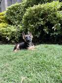 3.5 months vaccinated GSD puppies