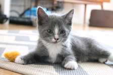 1-3 months Male and Female Kittens for rehoming