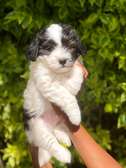 Havanese