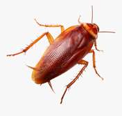 Fumigata bedbugs cockroache