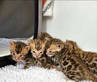 Bengal kittens available now