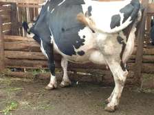 Giant Frisian dairy cow