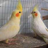 Cocktail Birds for Sale /  Red Golden Pheasant For Sale