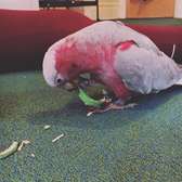 Parrots and Chicks For Sale   | Parrot Eggs