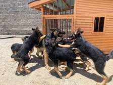 Quality German Shepherd puppies