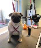 Professional Grooming service | Dog walking and cleaning