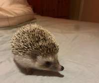 Pedigree Pygmy Hedgehogs For Sale