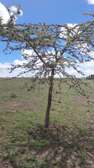 Land at Gobit