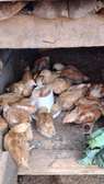 Healthy Young Chickens for Egg & Meat Production