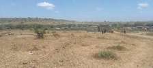 Affordable plots in Ngelani