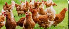 Healthy Improved Kienyeji Chickens for Sale in Kikima