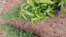 Seedlings