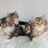 Siberian Kittens for sale