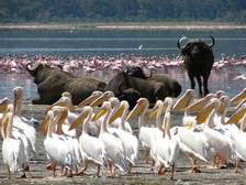 1 day Lake Nakuru National Park Tour