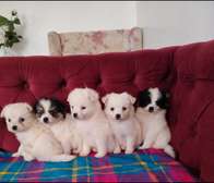 Maltese/Spitz puppies