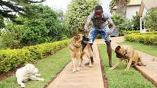 Dog Training Services | Train with us and have a happy and well-trained dog. Kind, fair and effective training.Contact us today!