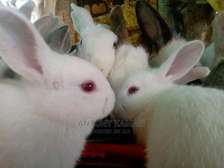 Rabbit Kits