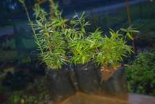 Miniature/Ornamental bamboo