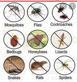 COCKROACHES PEST CONTROL SOLUTIONS IN UTAWALA.