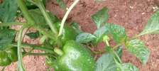 Green pepper